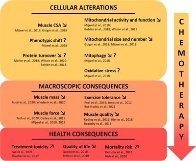 Skeletal Muscle Deconditioning in Breast Cancer Patients Undergoing Chemotherapy: Current Knowledge and Insights From Other Cancers